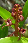 Bulbophyllum sandersonii subsp. sandersonii