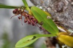 Bulbophyllum sandersonii subsp. sandersonii