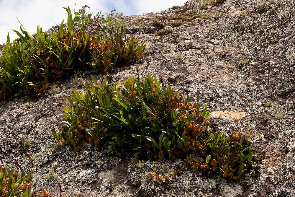 Bulbophyllum sandersonii subsp. sandersonii