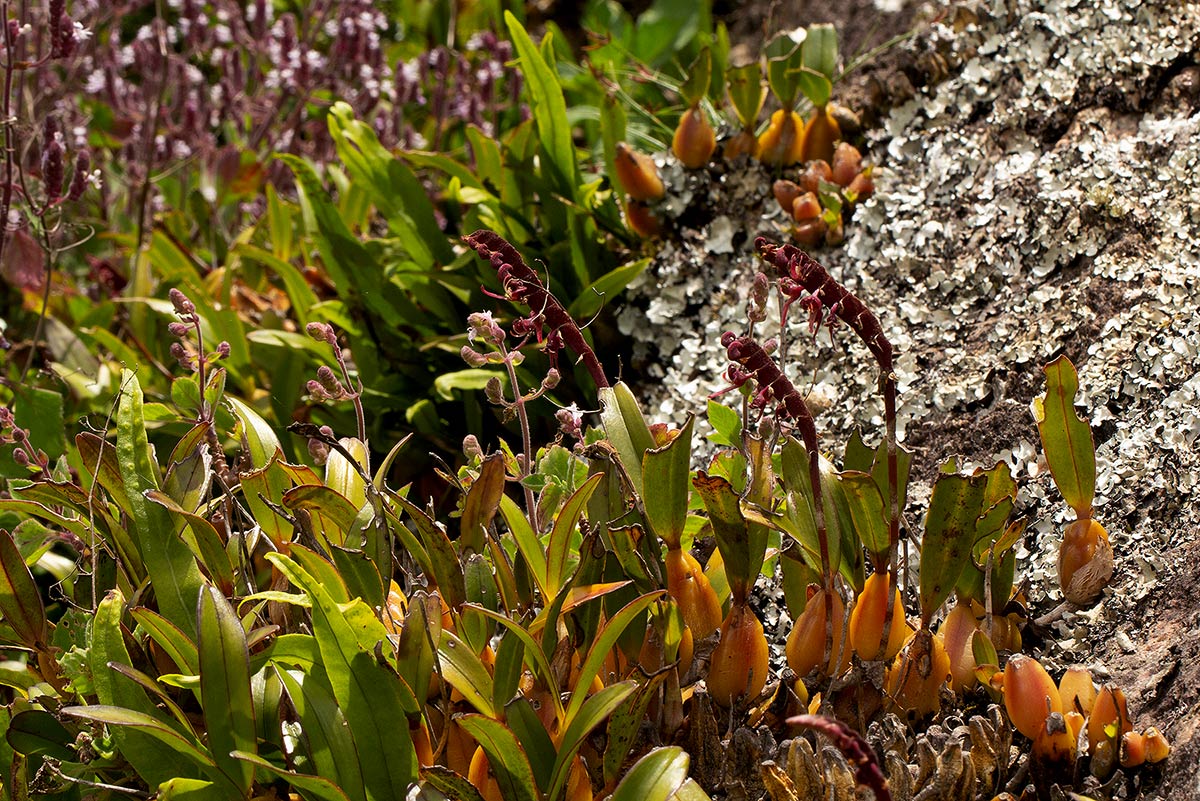 Bulbophyllum sandersonii subsp. sandersonii