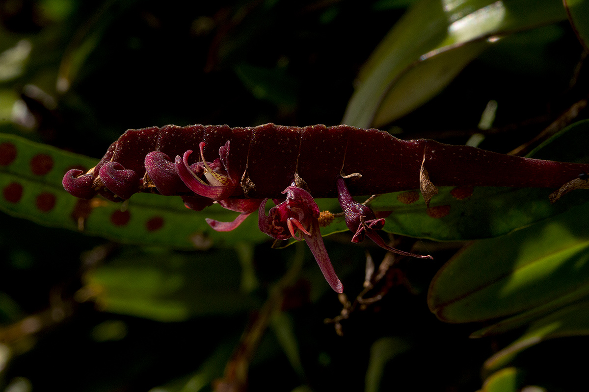 Bulbophyllum sandersonii subsp. sandersonii