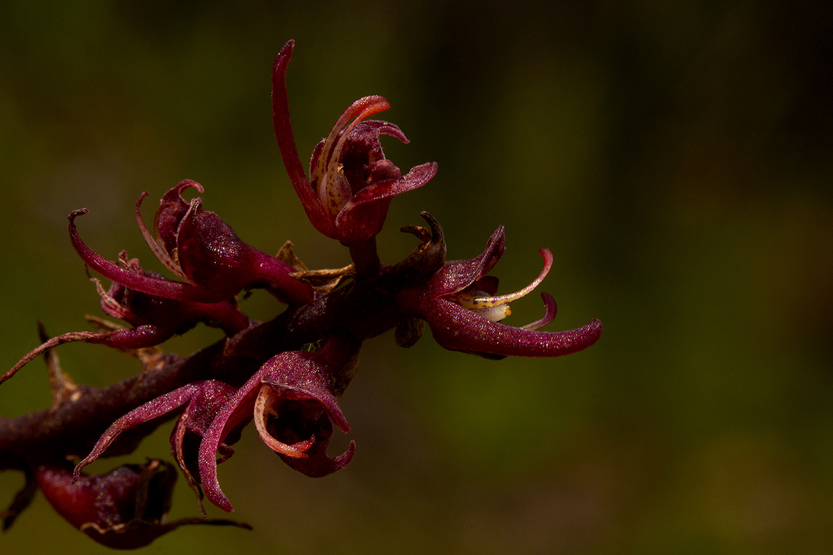 Bulbophyllum sandersonii subsp. sandersonii