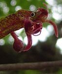 Bulbophyllum sandersonii subsp. sandersonii