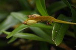 Bulbophyllum sandersonii subsp. sandersonii