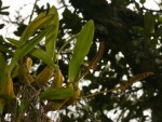 Bulbophyllum sandersonii subsp. sandersonii