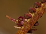 Bulbophyllum sandersonii subsp. sandersonii