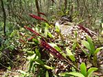 Bulbophyllum scaberulum