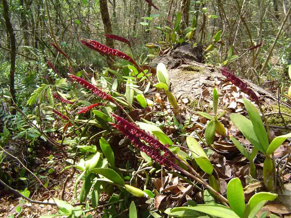 Bulbophyllum scaberulum