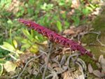 Bulbophyllum scaberulum