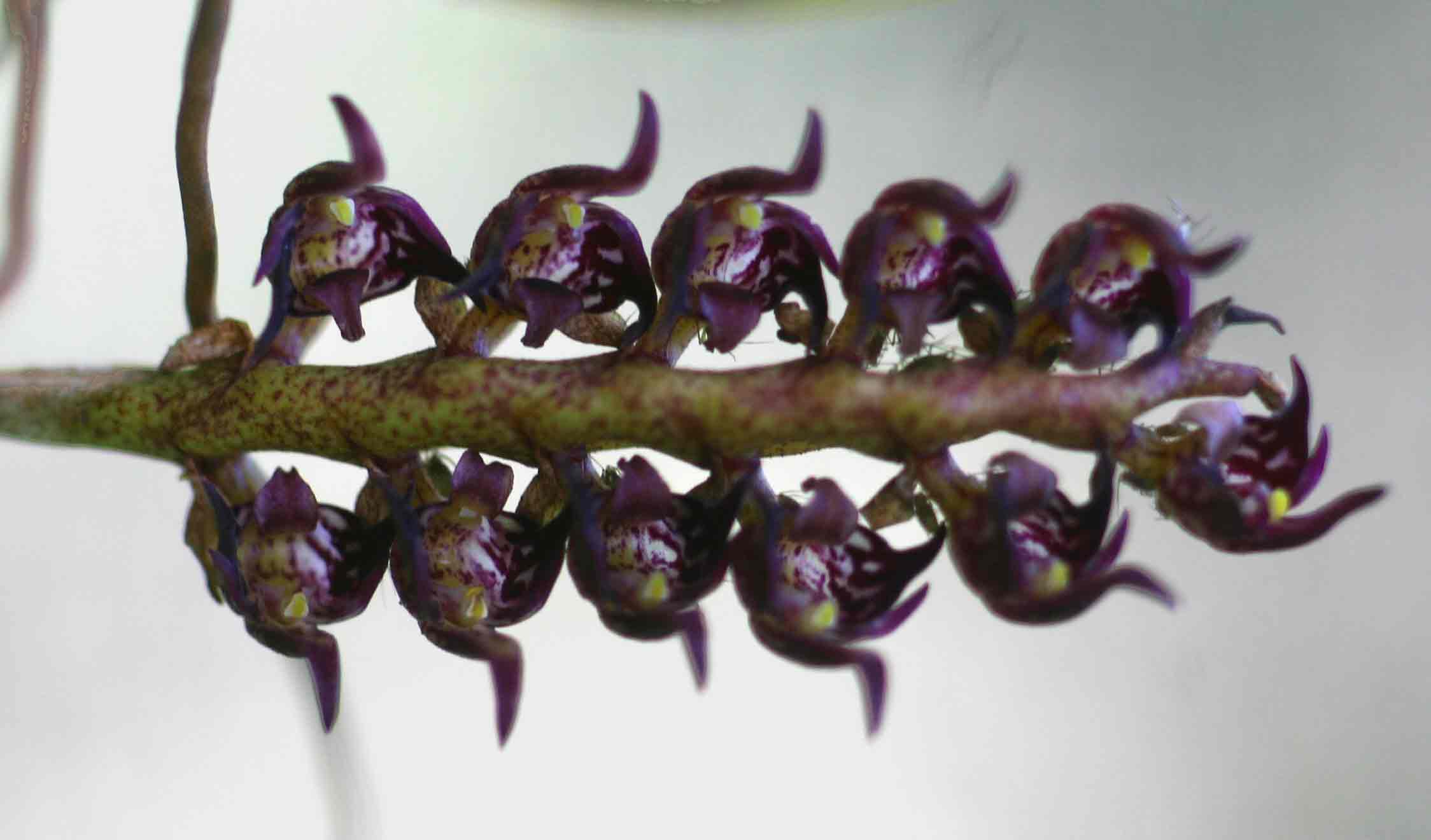 Bulbophyllum scaberulum