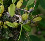 Bulbophyllum scaberulum