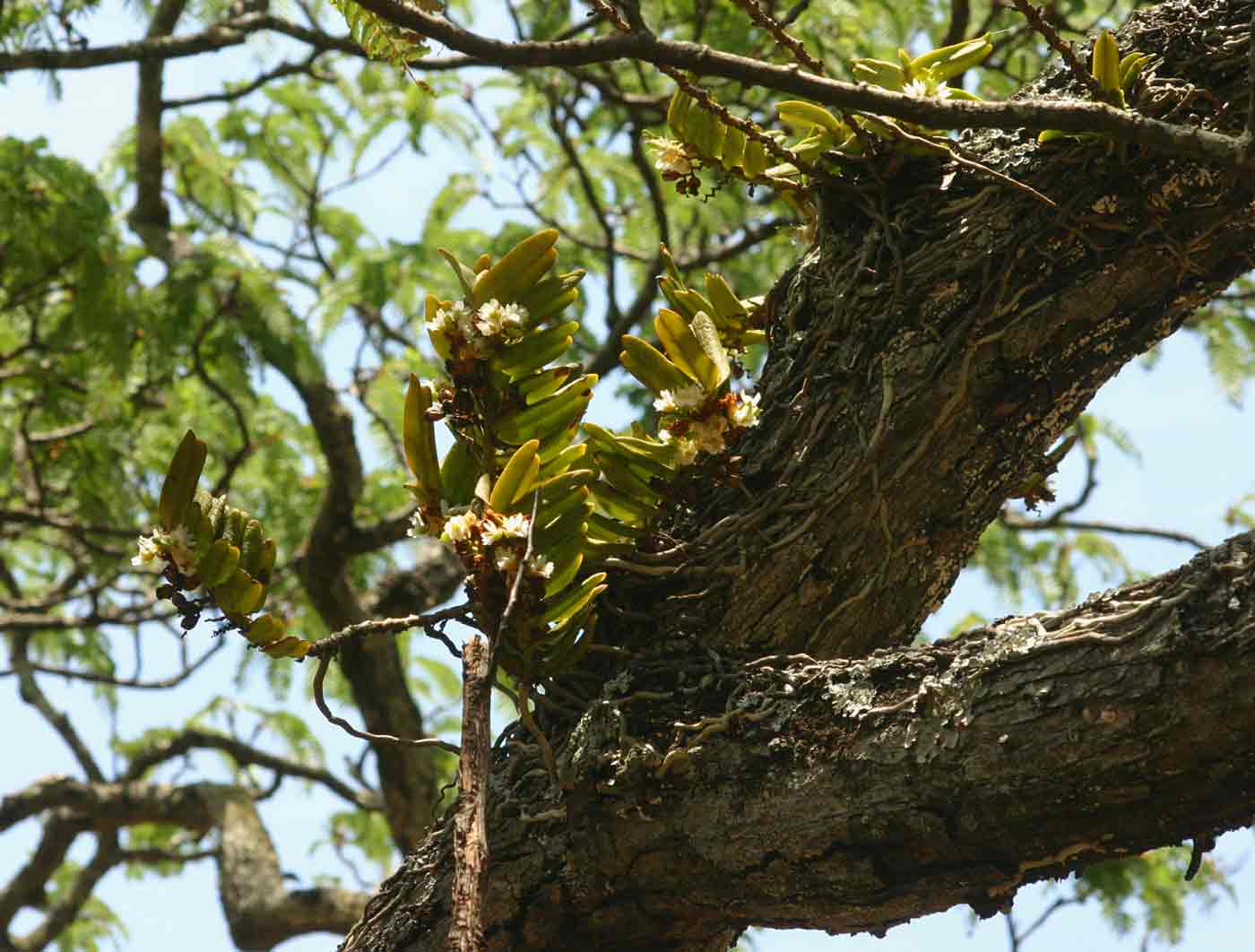 Calyptrochilum christyanum