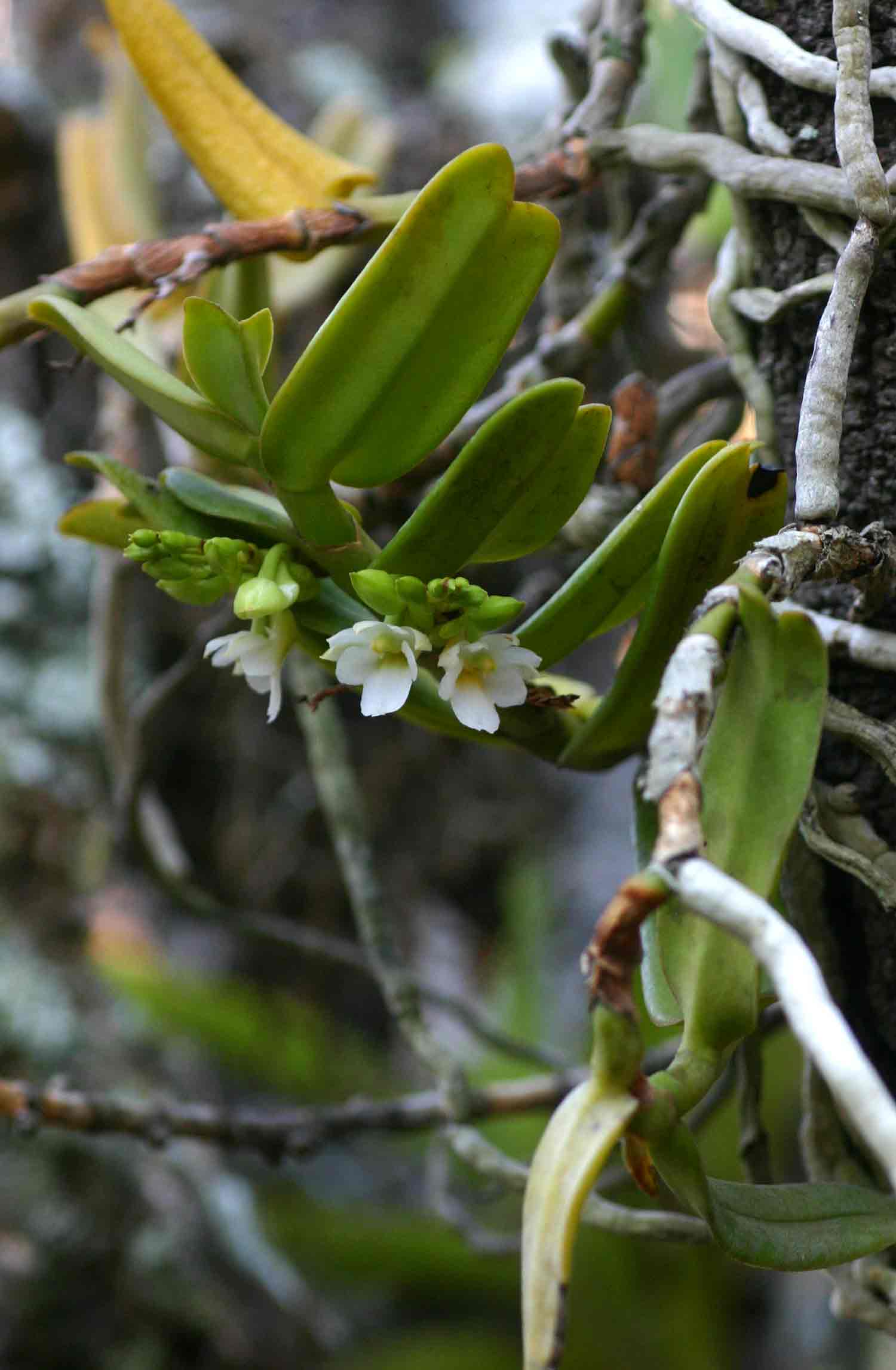 Calyptrochilum christyanum