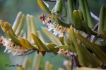 Calyptrochilum christyanum