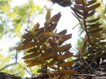 Calyptrochilum christyanum