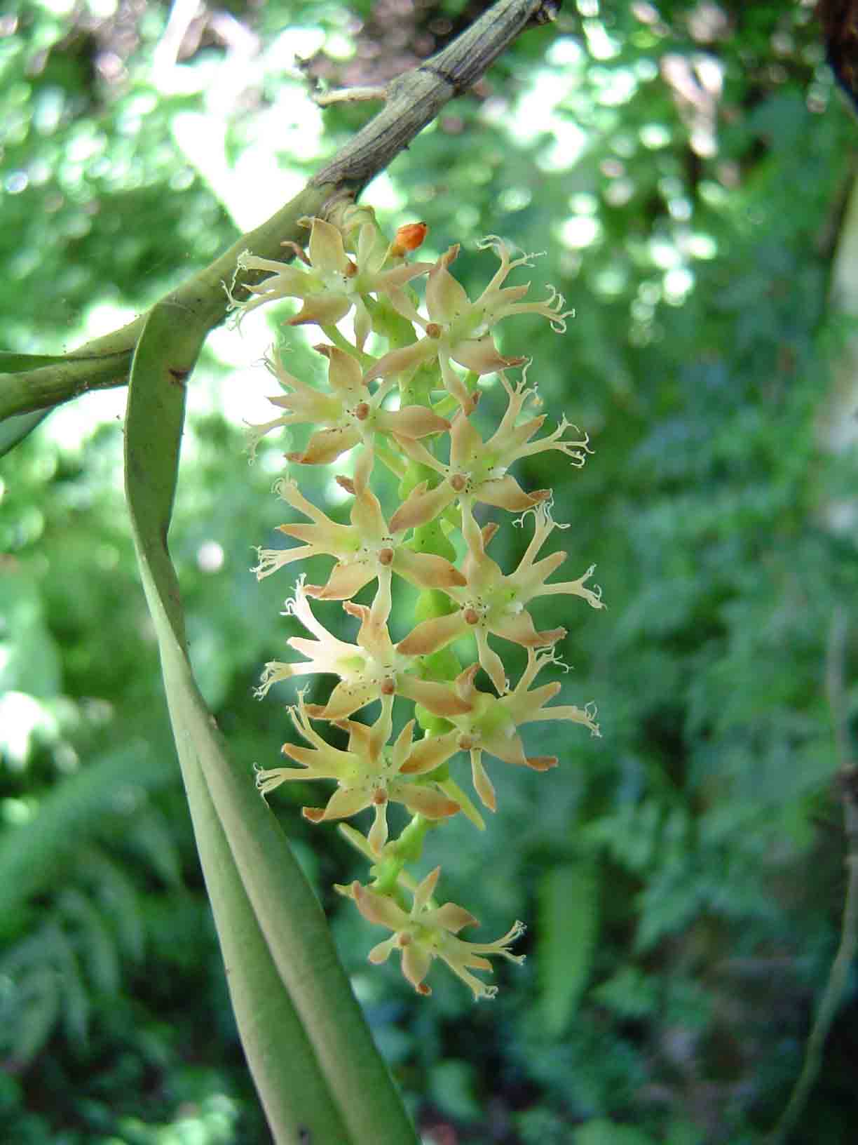 Tridactyle bicaudata