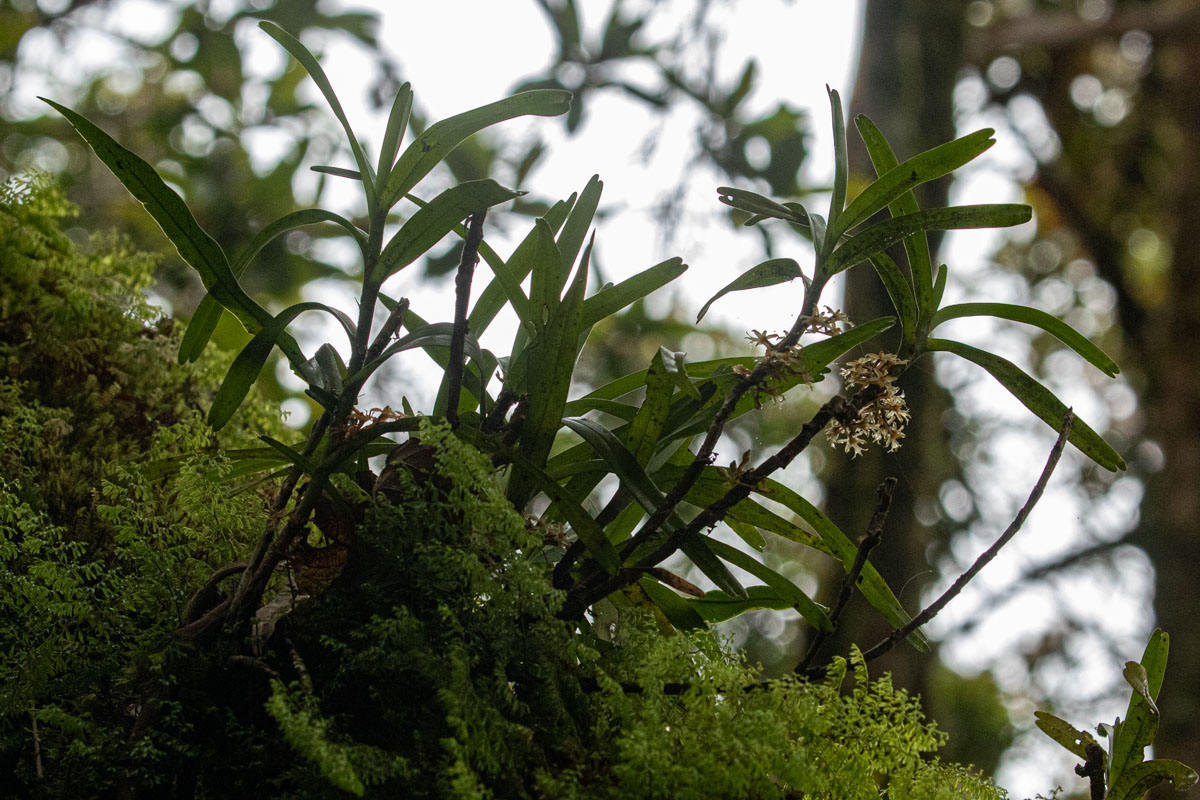 Tridactyle bicaudata