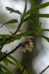 Tridactyle bicaudata