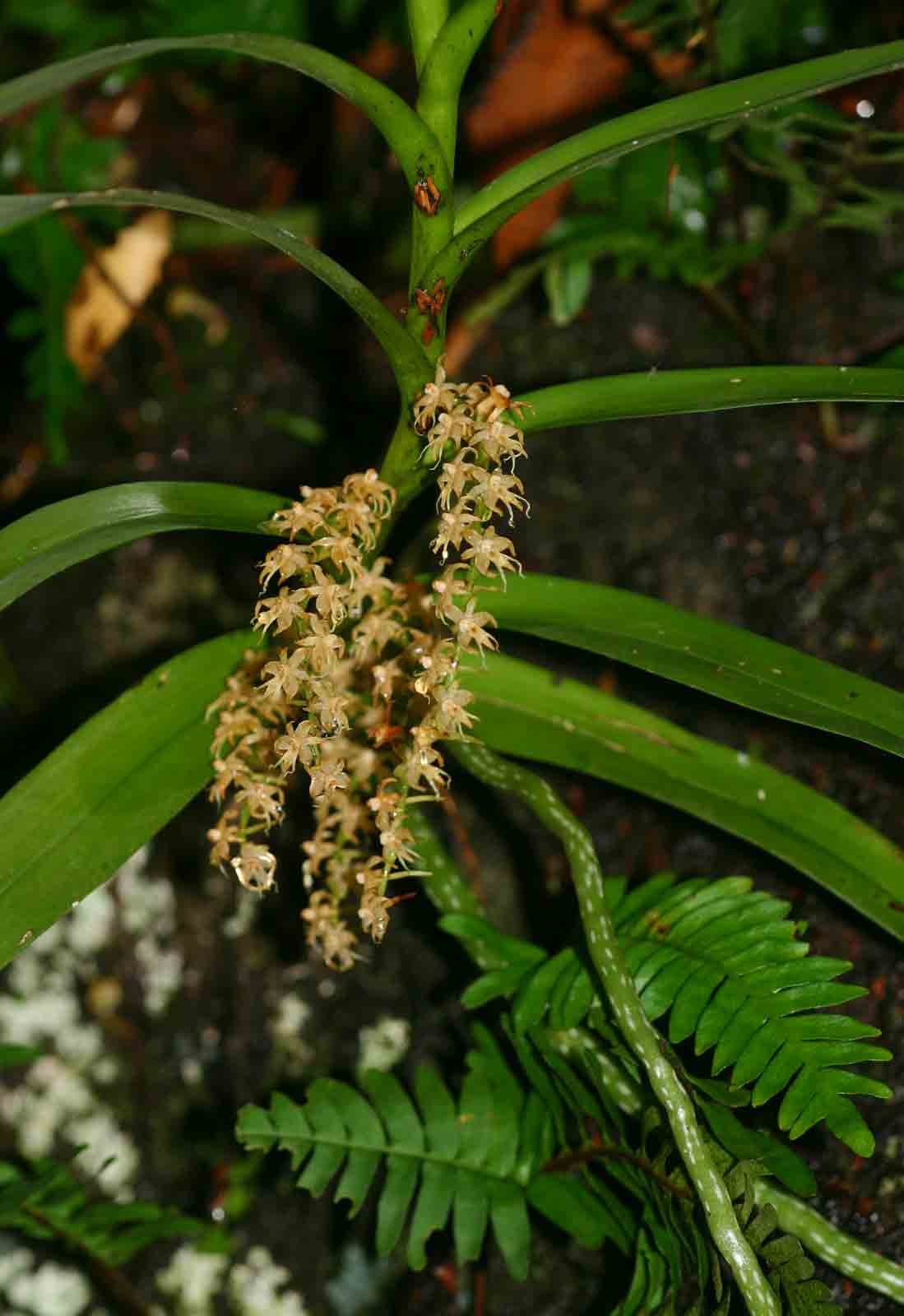 Tridactyle tridactylites