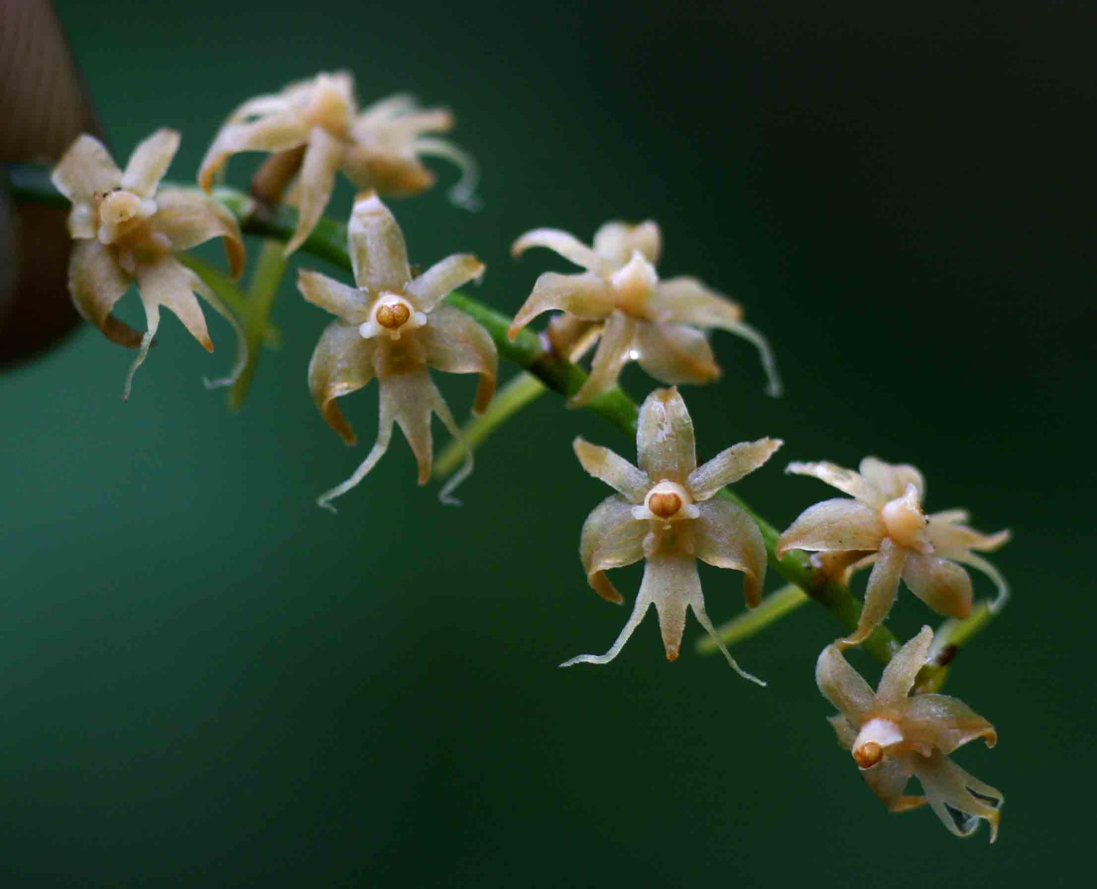 Tridactyle tridactylites