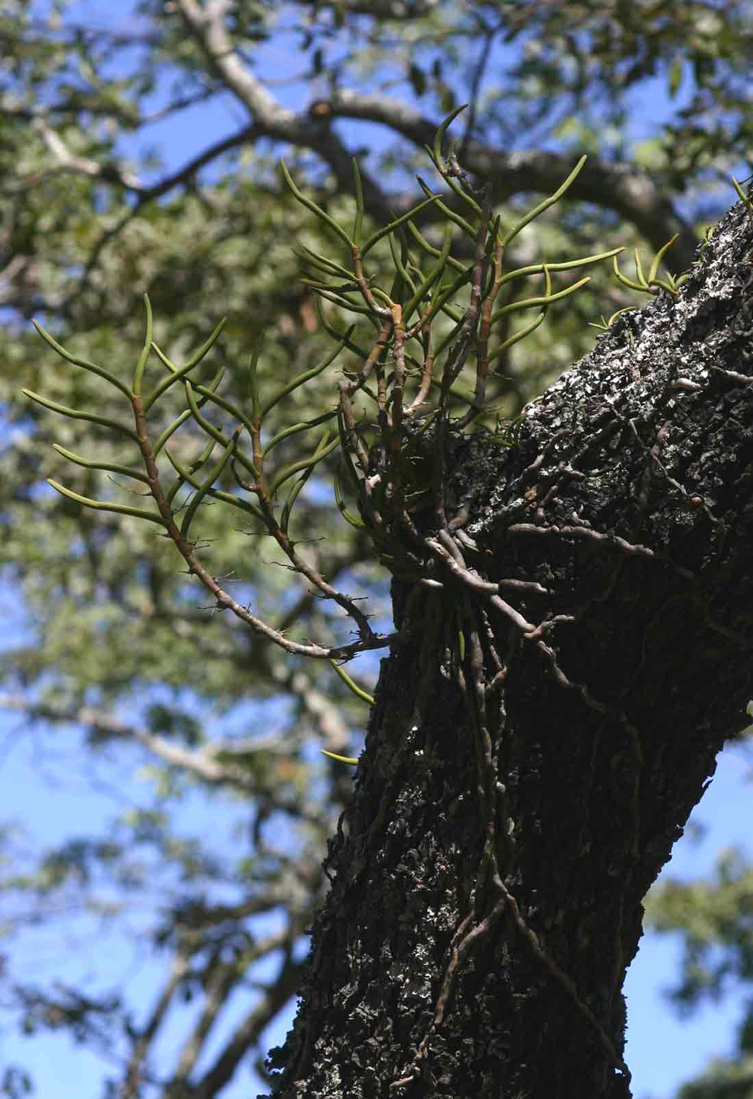 Tridactyle tridentata