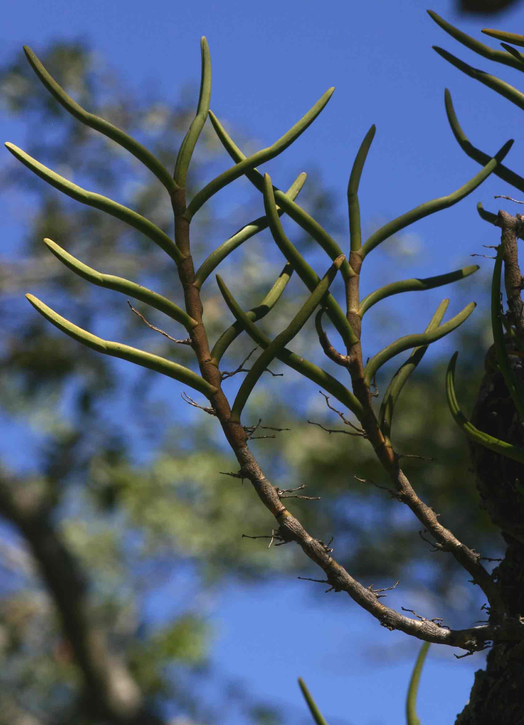 Tridactyle tridentata