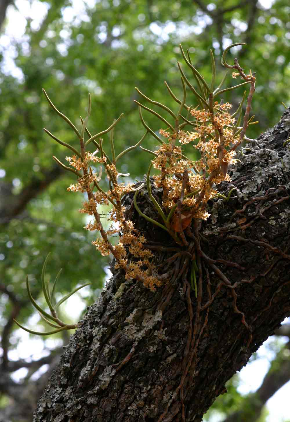 Tridactyle tridentata