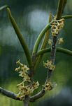 Tridactyle tridentata