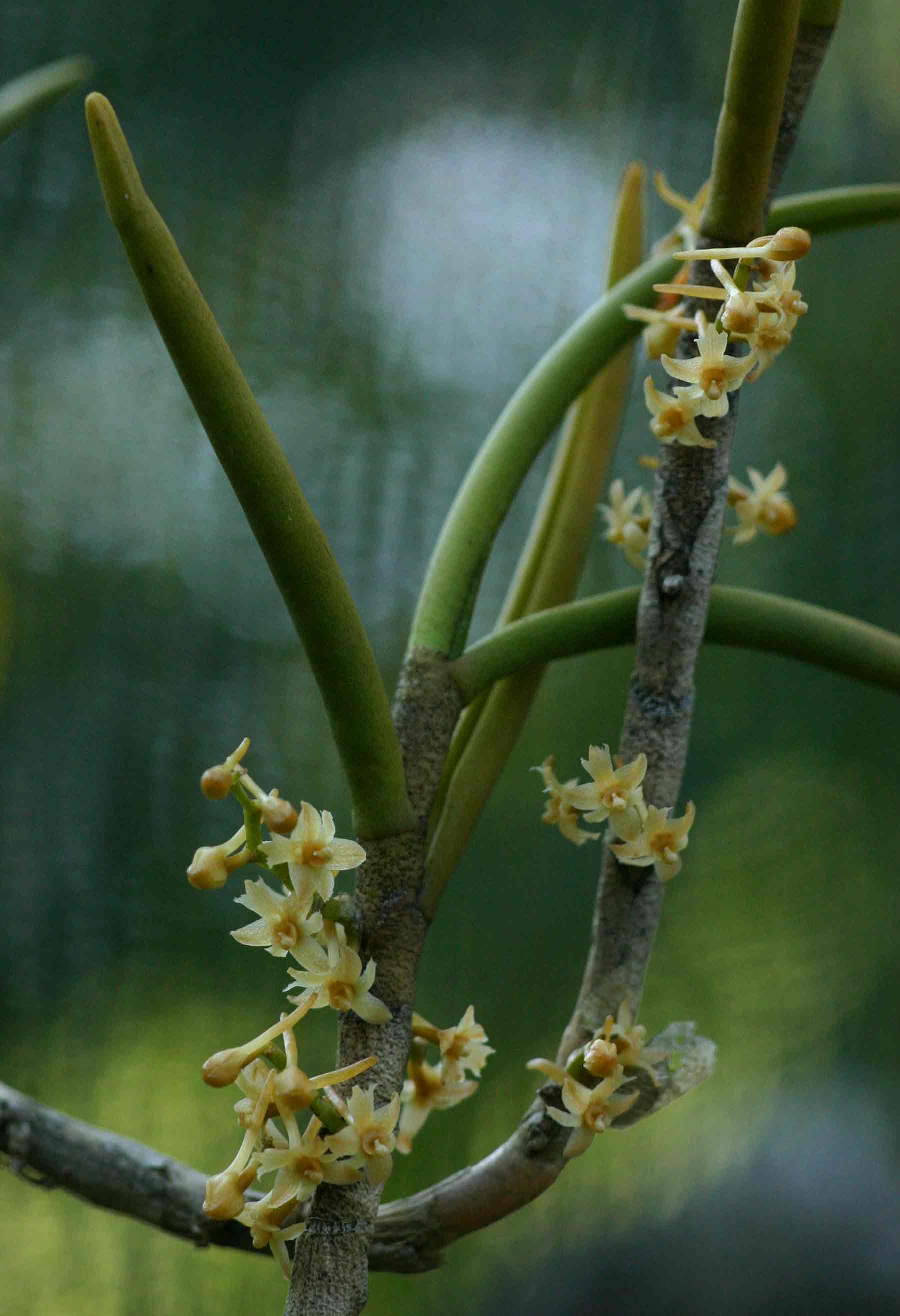 Tridactyle tridentata