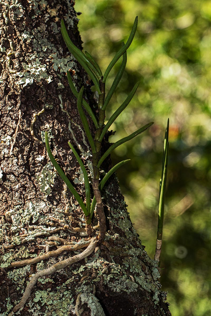 Tridactyle tridentata