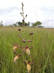 Eulophia angolensis