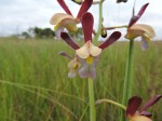 Eulophia angolensis