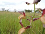 Eulophia angolensis