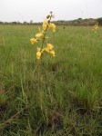 Eulophia angolensis