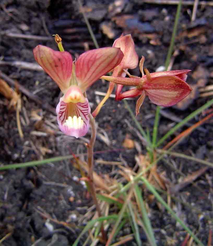 Eulophia clitellifera