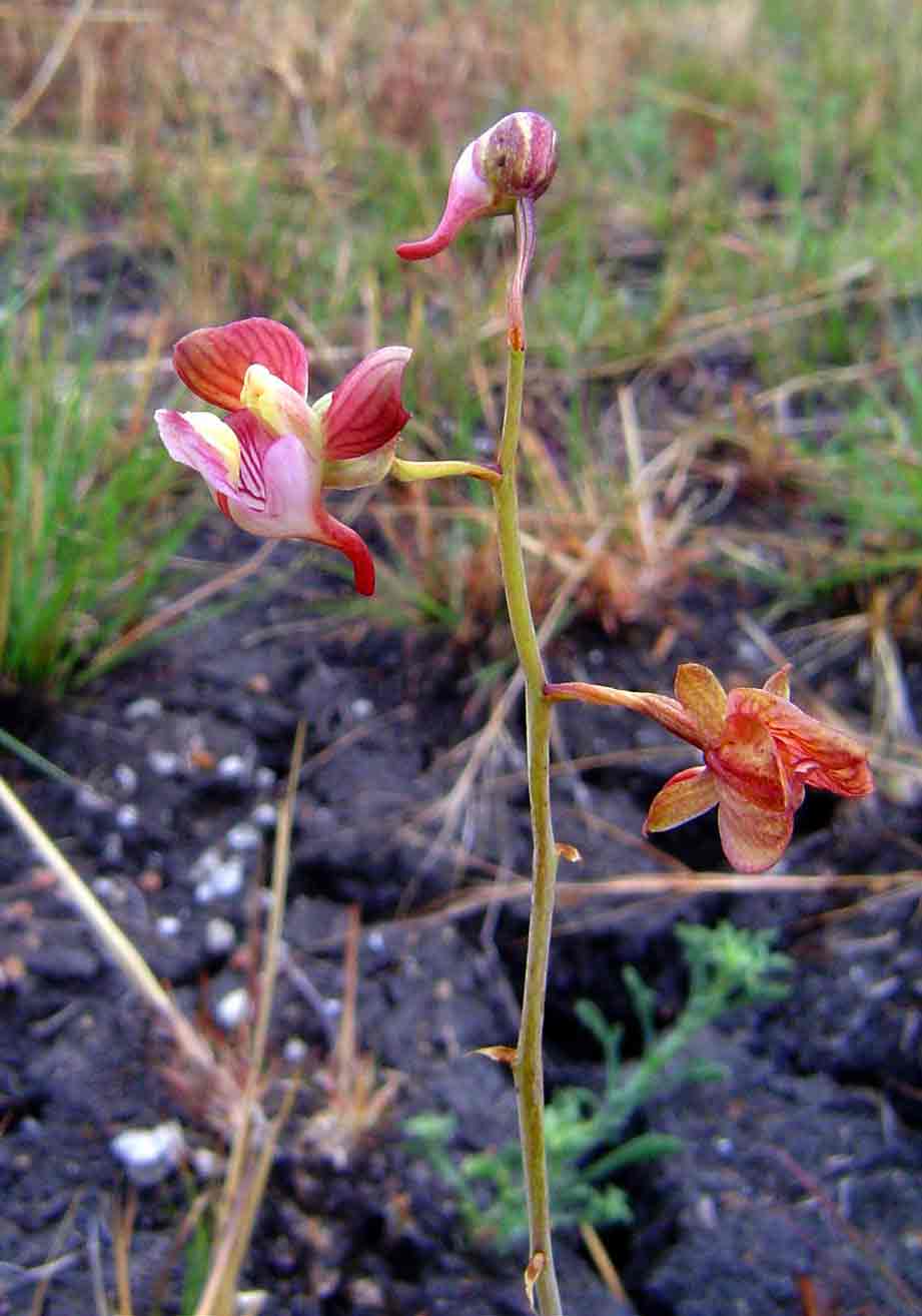 Eulophia clitellifera