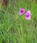 Eulophia cucullata