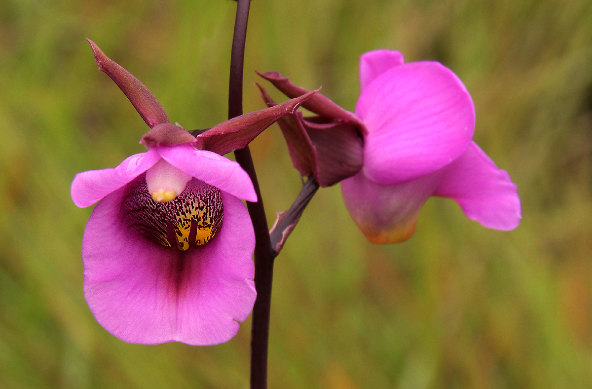 Eulophia cucullata