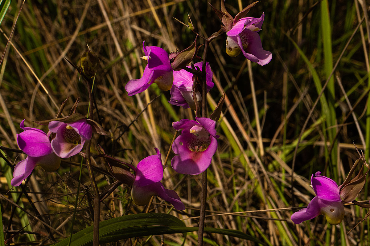 Eulophia cucullata