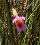 Eulophia cucullata