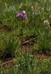 Eulophia cucullata