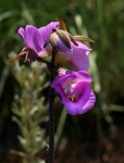 Eulophia cucullata