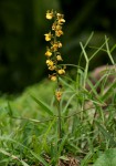 Eulophia fridericii