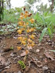 Eulophia fridericii