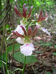 Eulophia guineensis