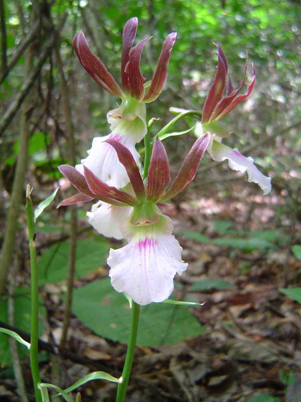 Eulophia guineensis