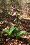 Eulophia guineensis