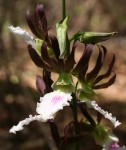 Eulophia guineensis