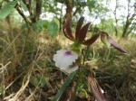 Eulophia guineensis