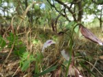 Eulophia guineensis